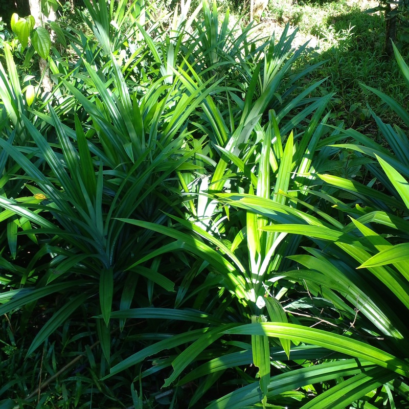 Pandan leaves