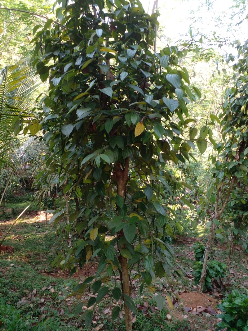 Curry Leaf